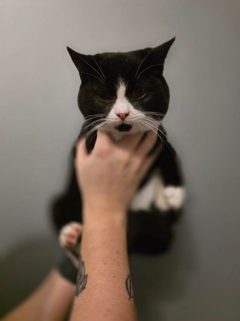 British short haired cross breed kittens