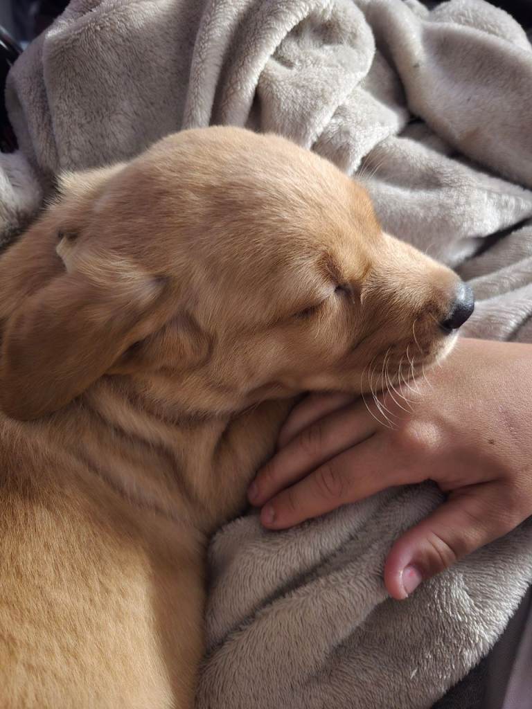 Labrador puppies 
