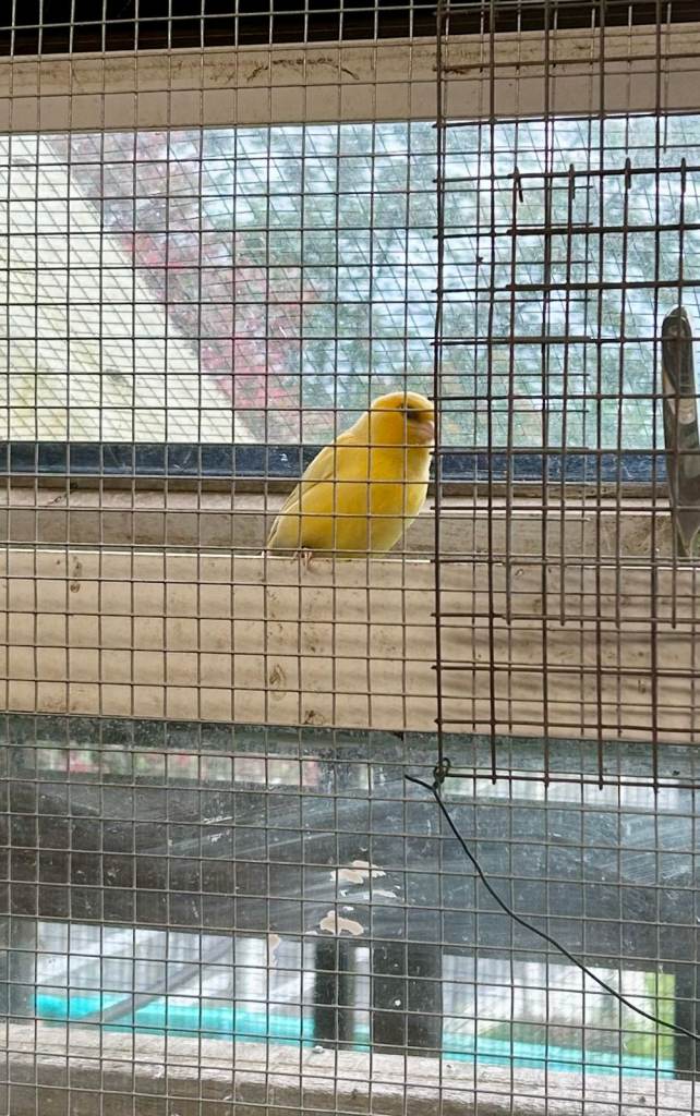 3 Canaries Available