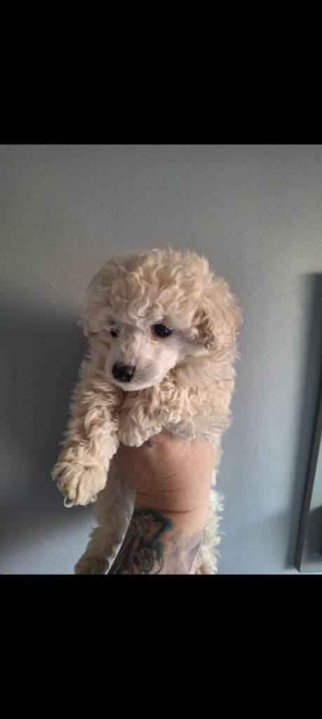 TOY-POODLE boy