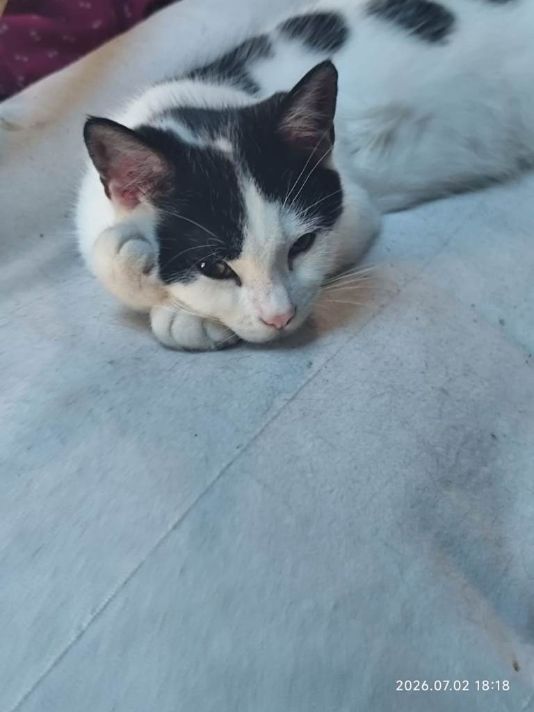 Kitten, black and White 