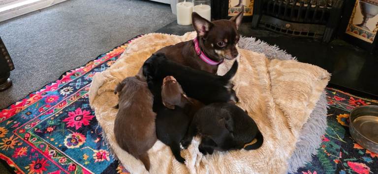 Five Friendly Chihuahua Puppies Looking for Loving Homes