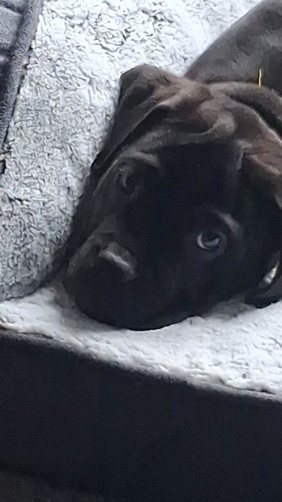 11 week old cane corso