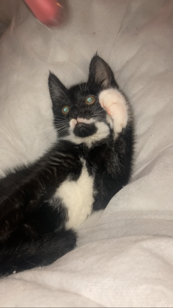 MALE 13 WEEK OLD KITTEN FOR SALE