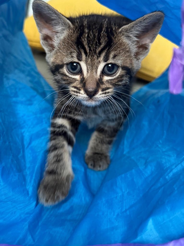 🐾 Beautiful Kittens Looking for Loving Homes 🐾