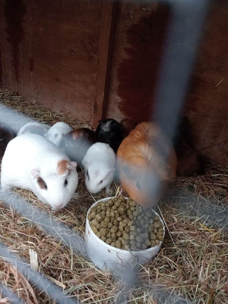 Baby guinea pigs