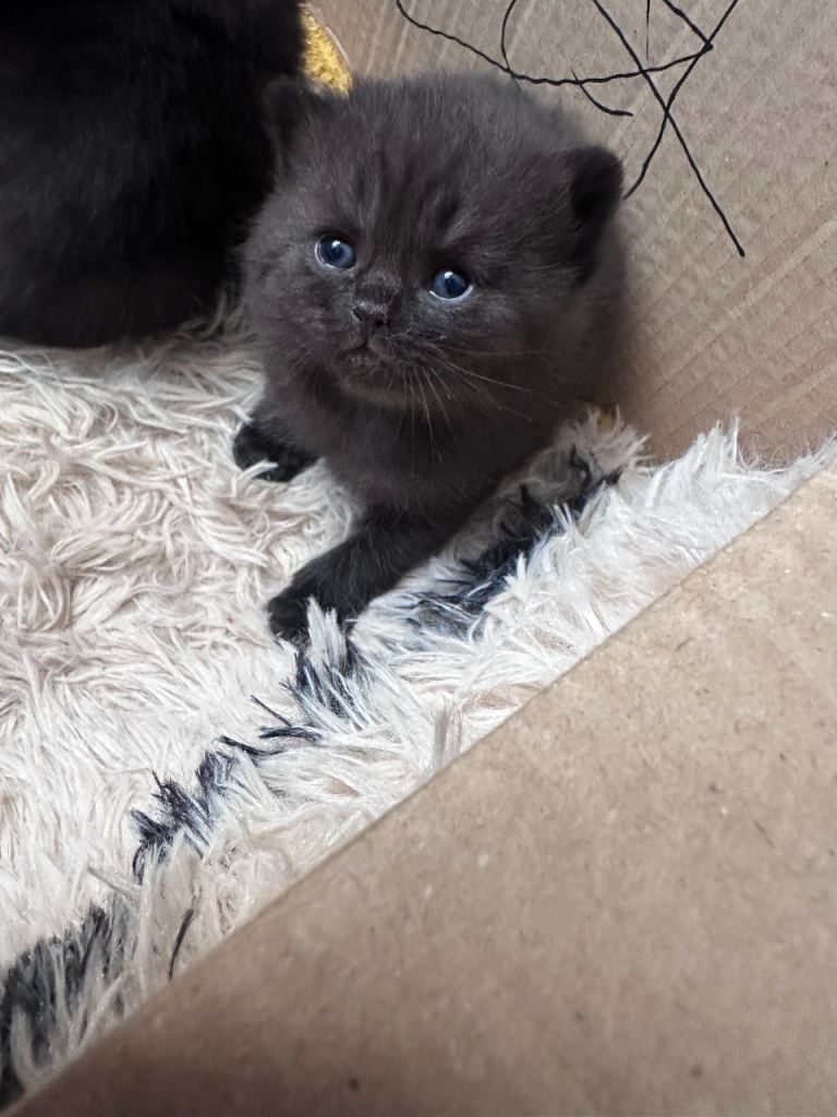 British shorthair kittens
