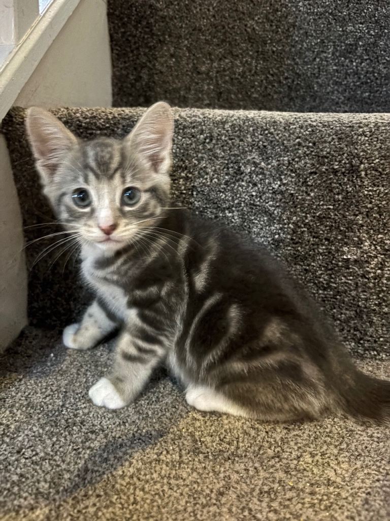 Kittens for sale