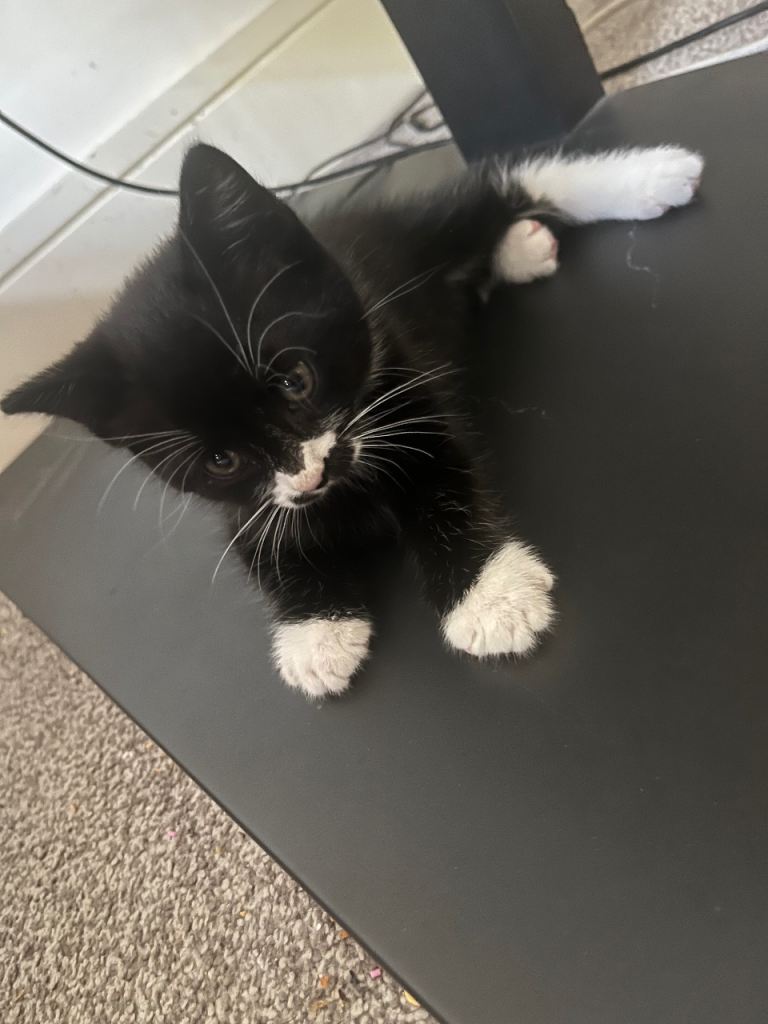 Kitten for sale 