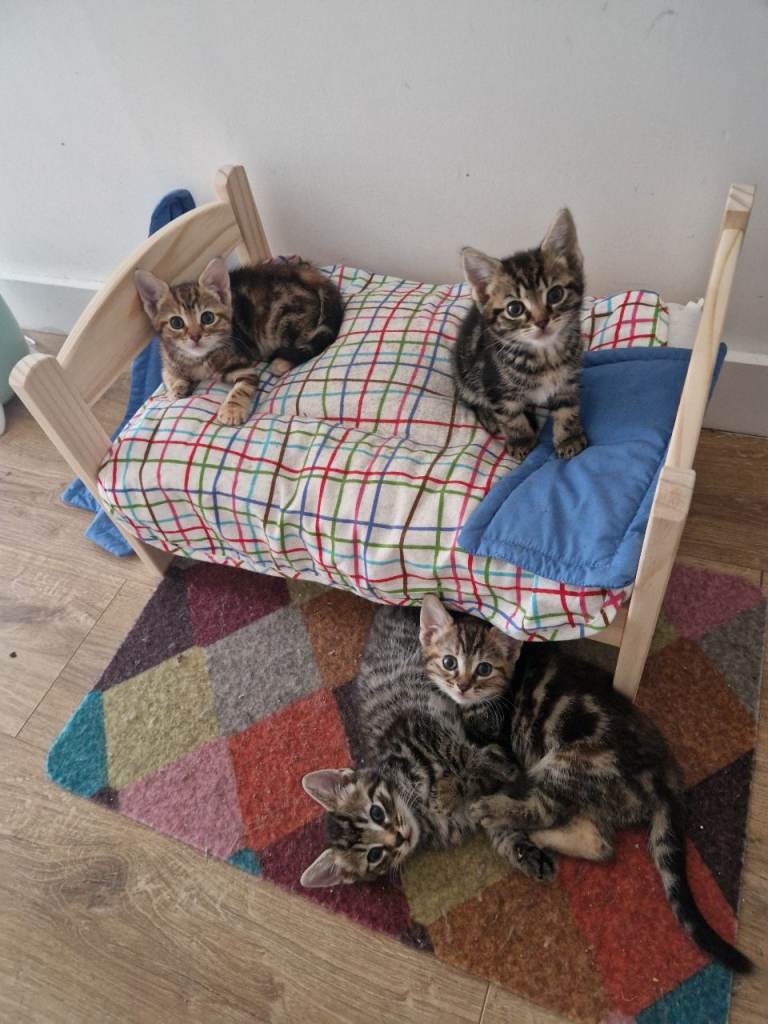 Kittens 