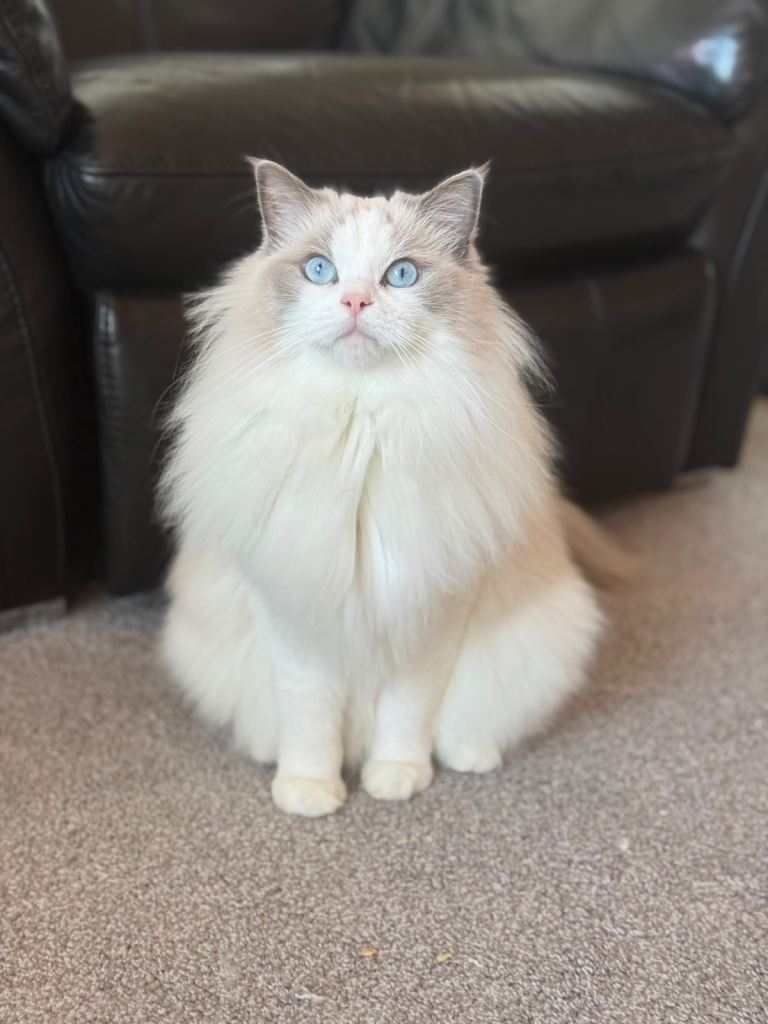 GCCF registered - the Ultimate Cuddler ragdoll