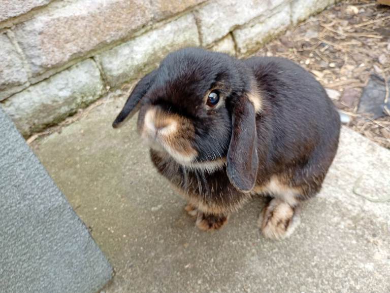 Friendly mini lops