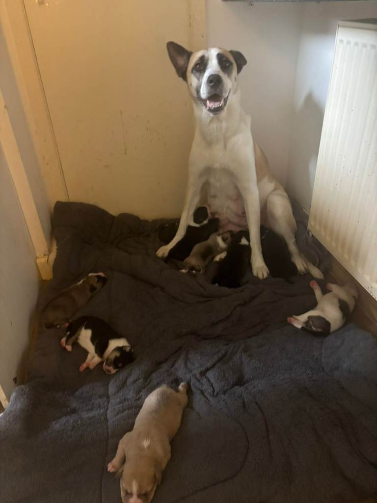 Puppies looking for forever home 
