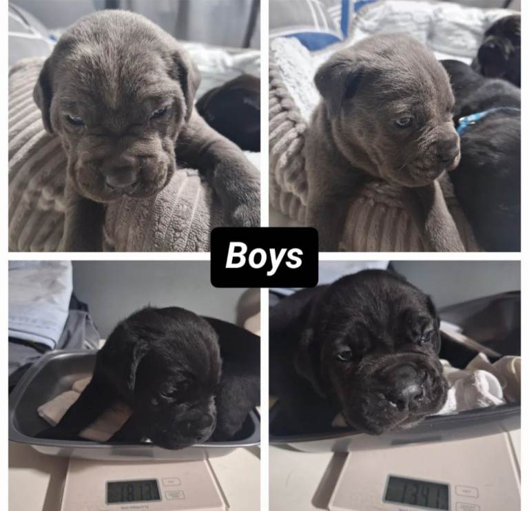 Cane corso puppies for sale 