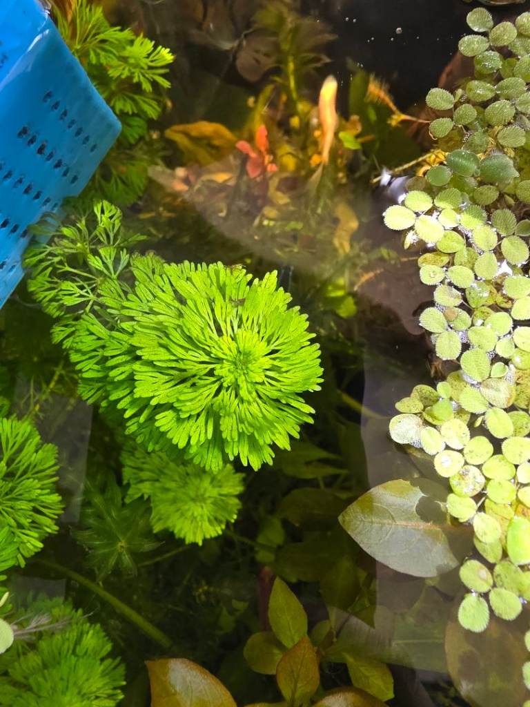  Limnophila plant Cuttings : aquarium plant