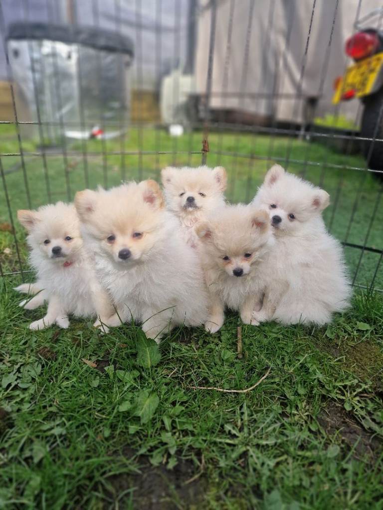 AMAZING POMERANIAN Puppys all WHITE