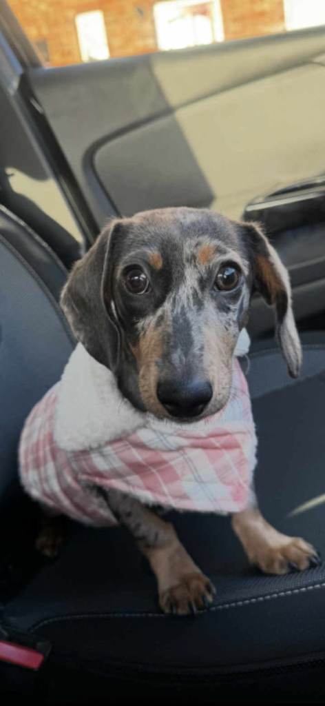Dapple minature dachshund