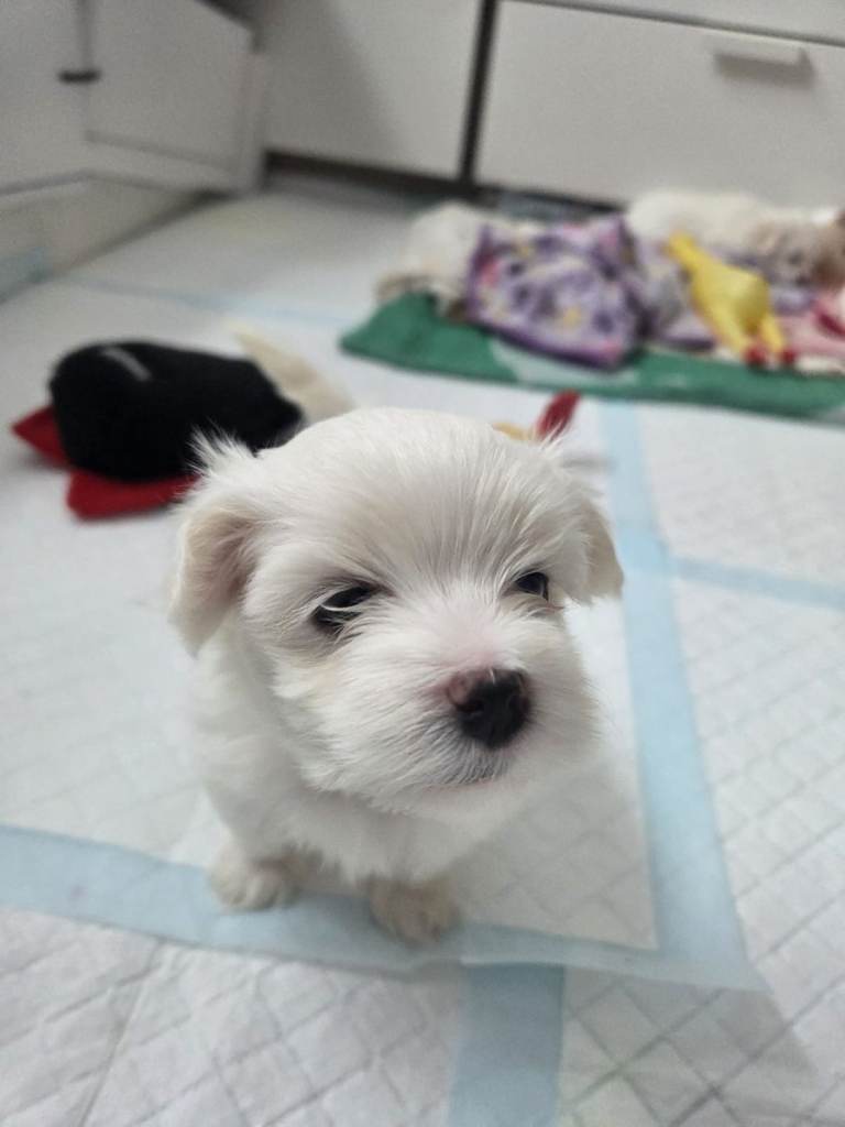 Maltese puppies 