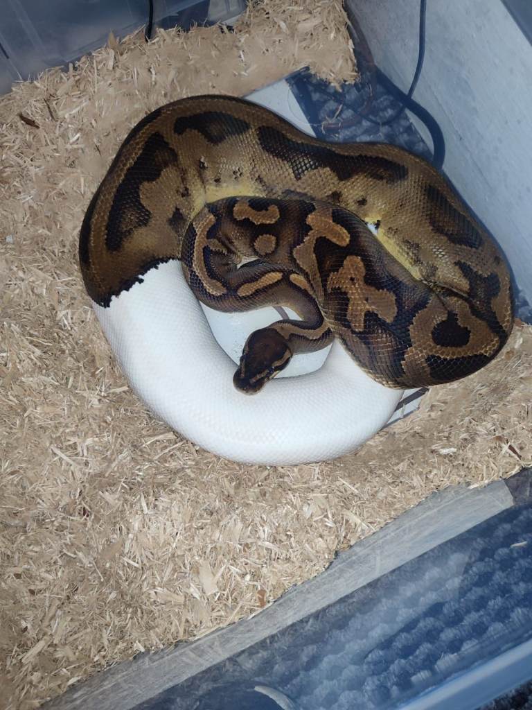 Ball pythons