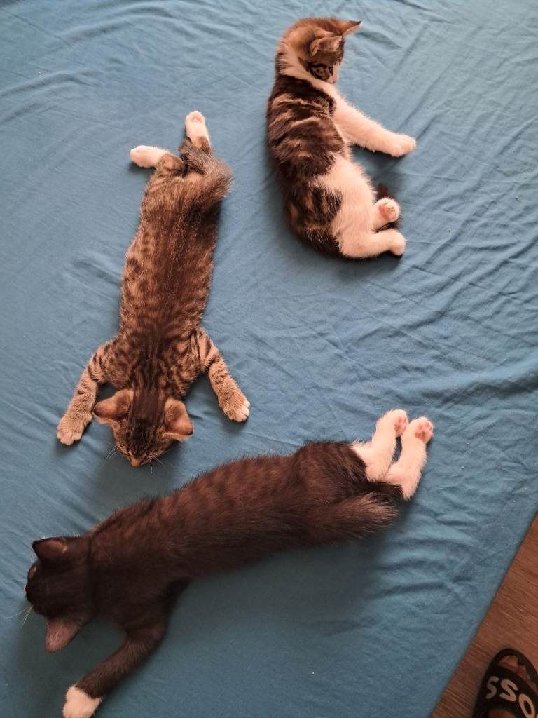 Three Playful Kittens Ready for New Homes