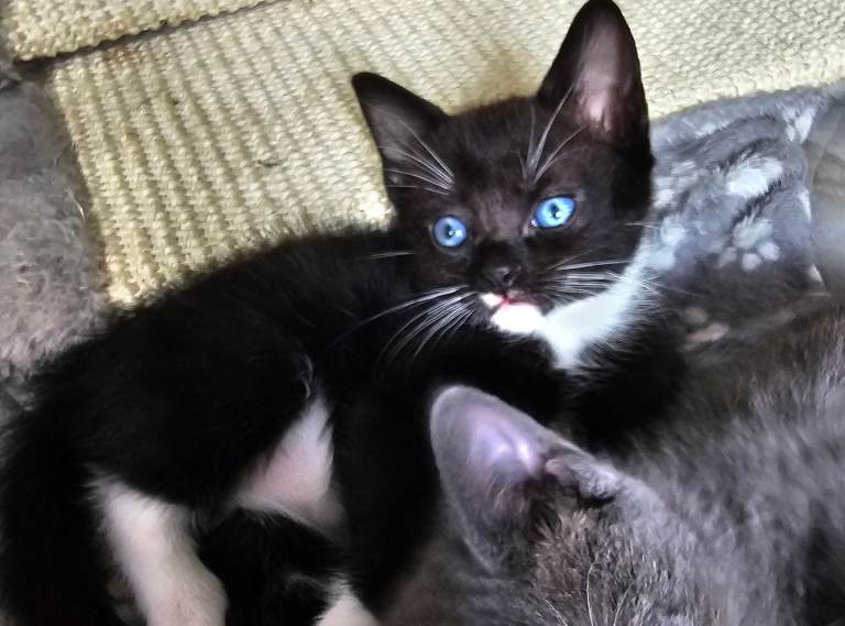 Kittens