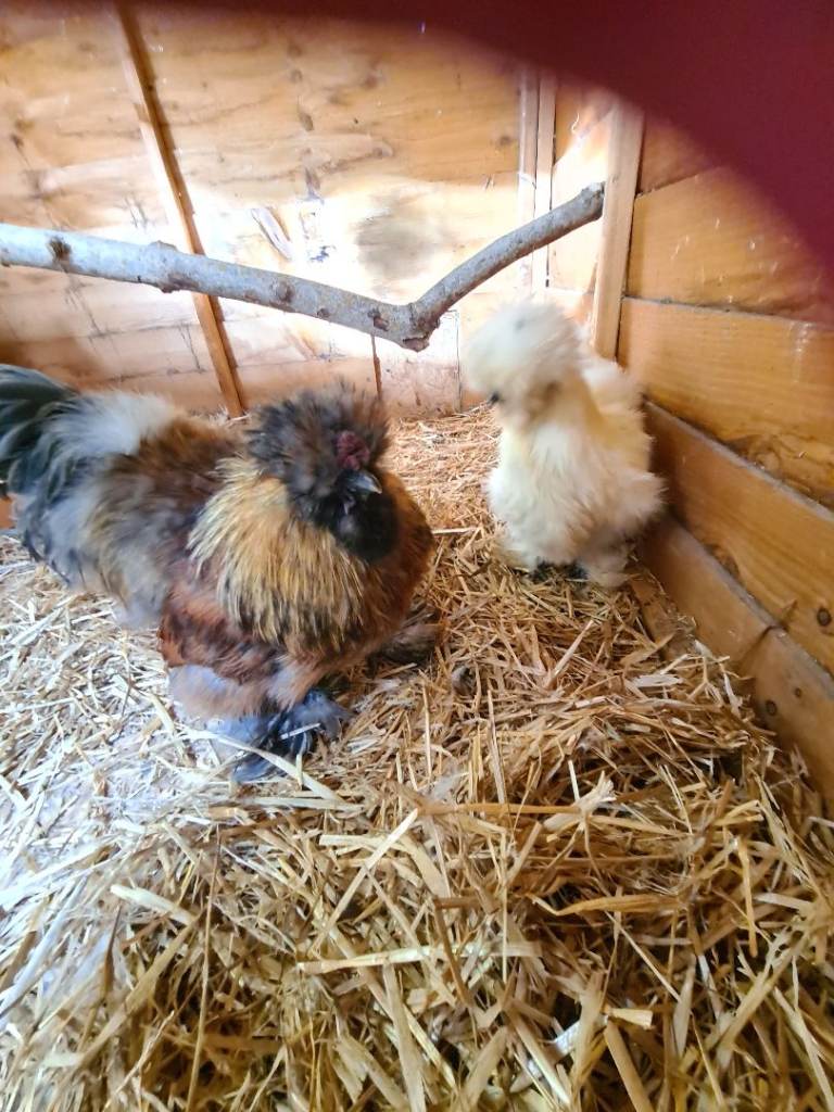 Silkie cockerel 
