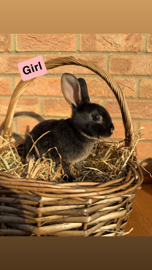🐰Beautiful Standard Rex Rabbits🐰