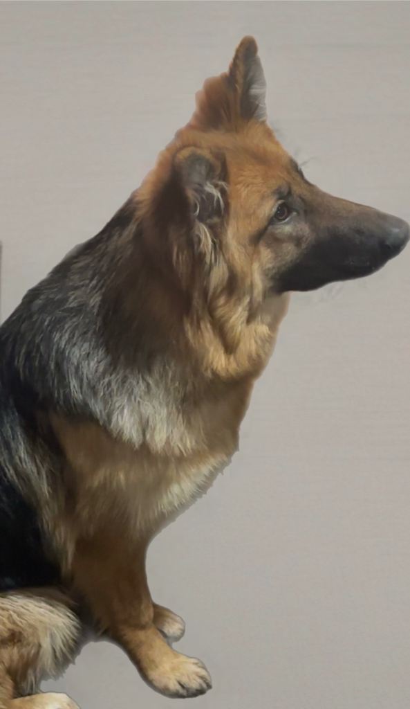 9 month old German Shepard