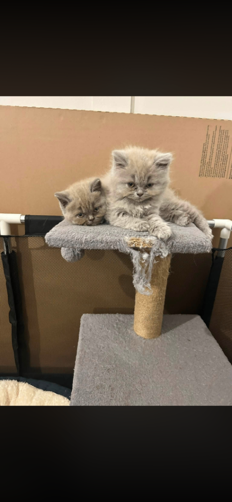 Bsh British short hair kittens blue lilic grey cats 