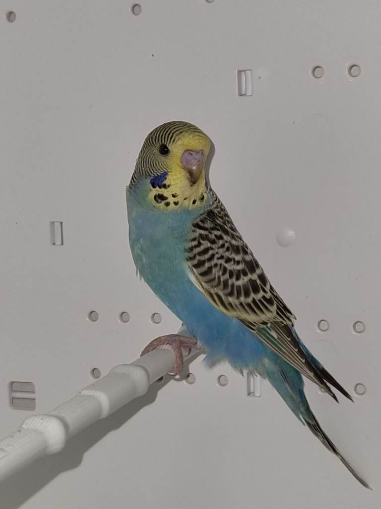 Budgies for sale 