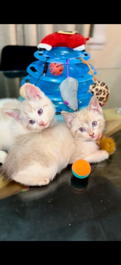 2 female cross ragdoll kittens for sale 