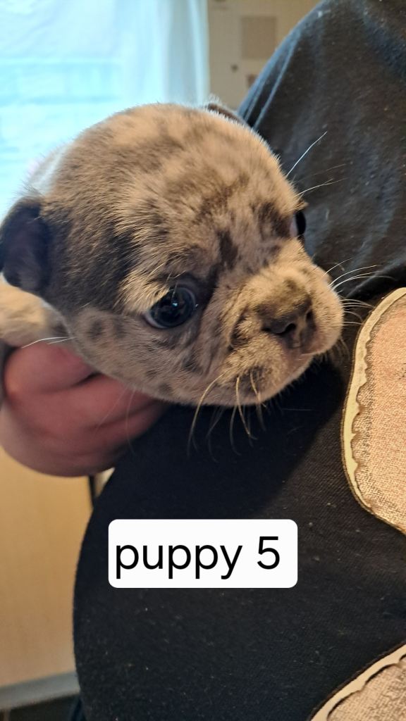 French bulldogs puppies 