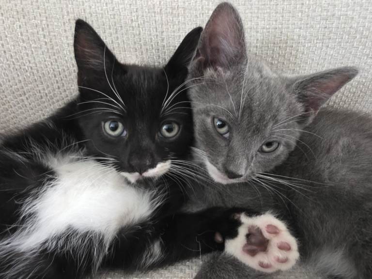 Kittens