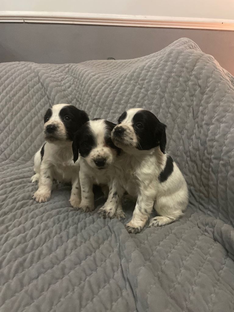 Cocker spaniel puppies 