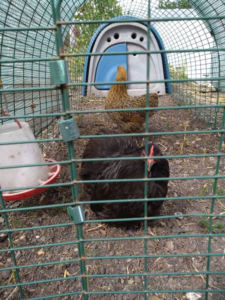 Pair of bantam hens 