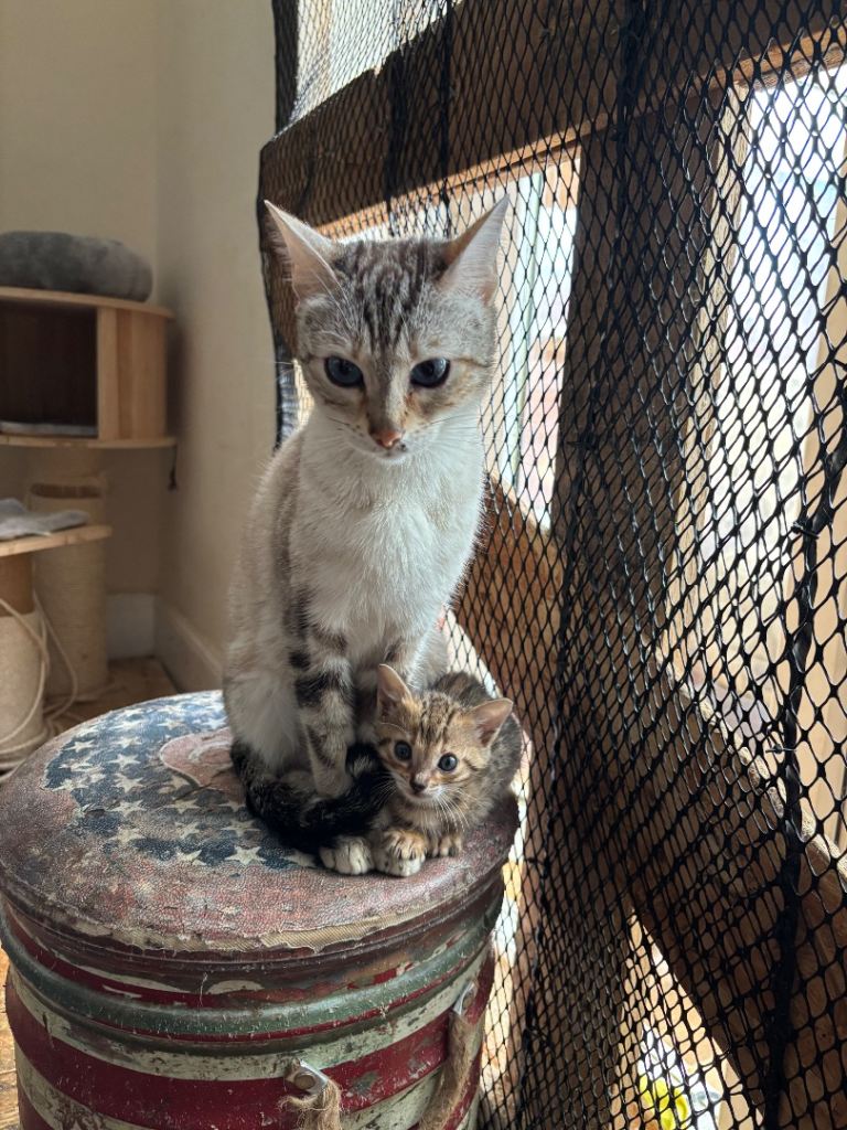 Gorgeous brown spot bengal kittens 