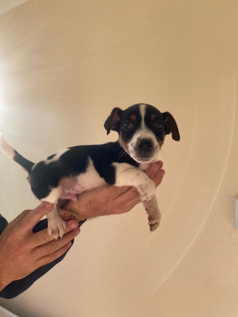 Jack russel puppy’s 