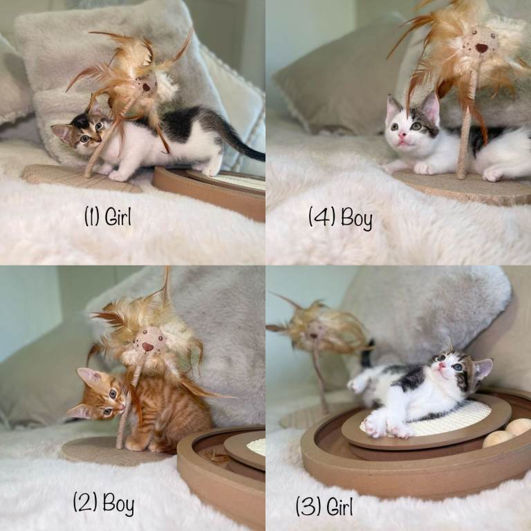 Beautiful kittens 8 weeks old ready now 