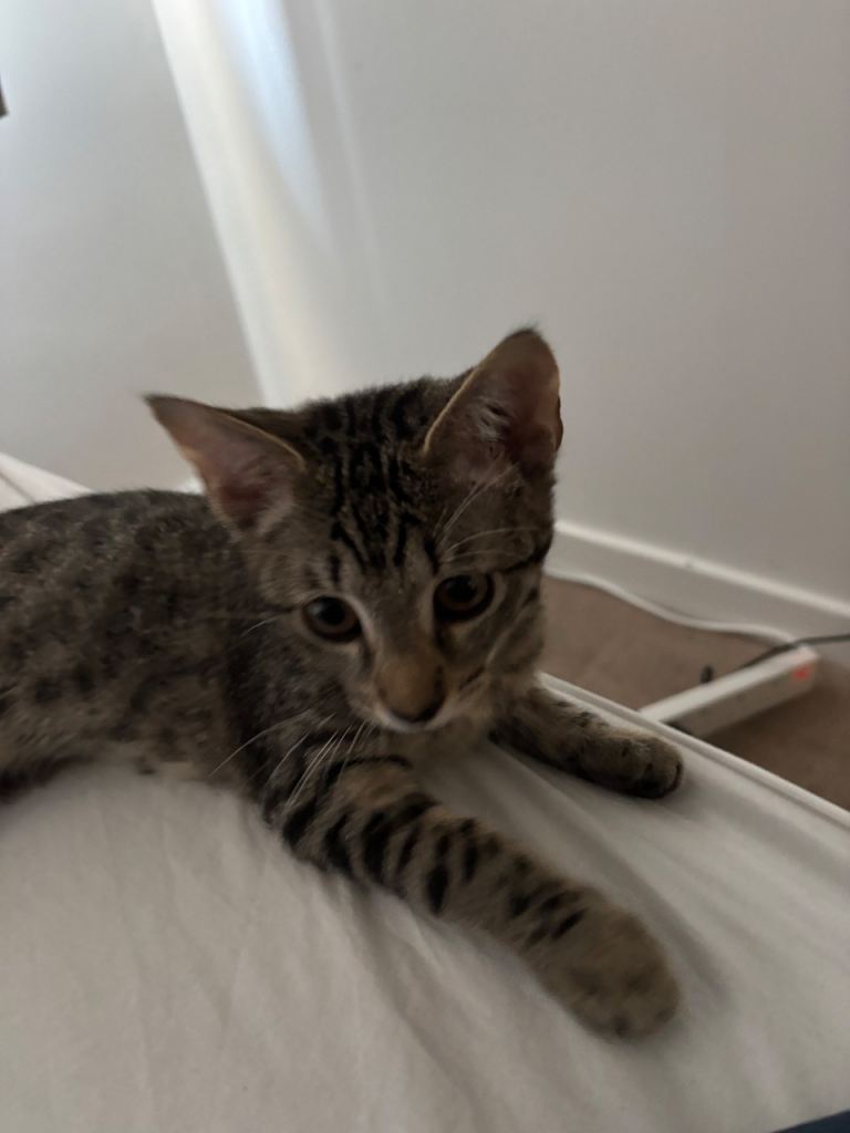4 month old girl kittens must go together 