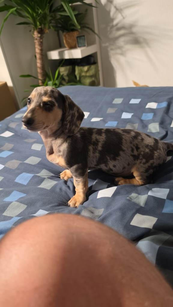 Pink daxi