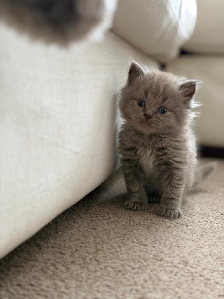 ONE BOY LEFT 💙 British shorthair 