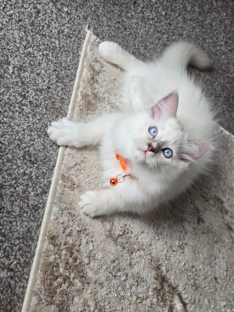 Ragdoll lilac boy  ready now