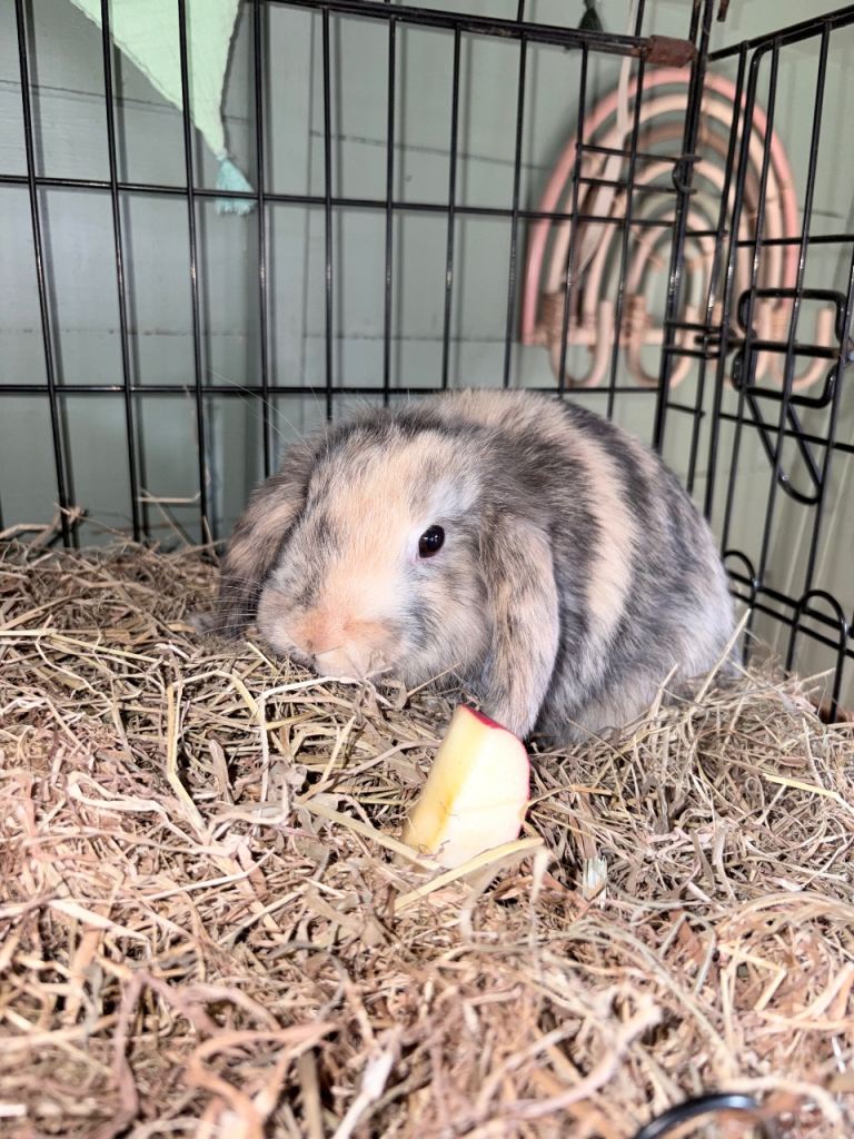 Baby Mini lops Rabbits