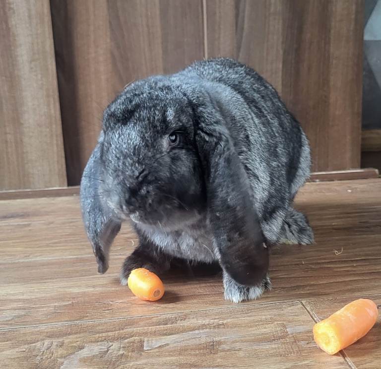 Giant French Lop