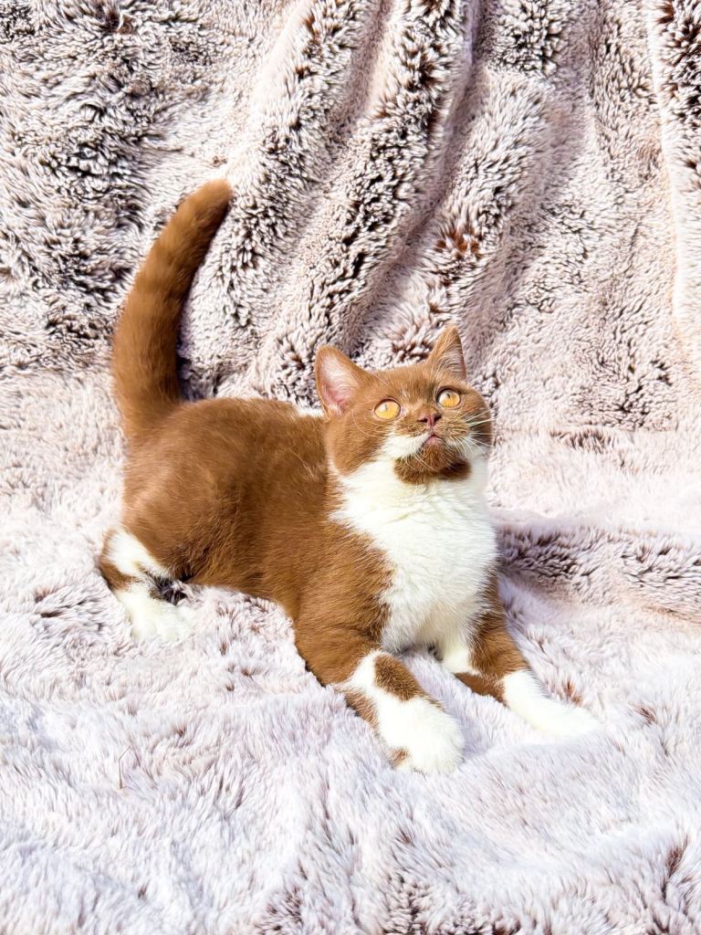 Stunning Full Pedigree BSH 
