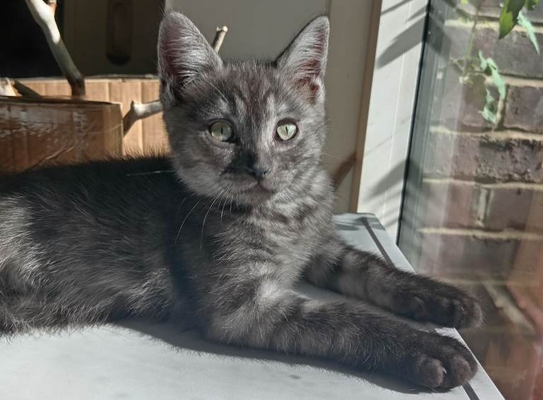 Stunning Ragdoll x British short hair boy kitten left 