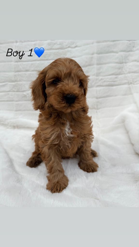 Cockerpoos 