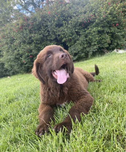 Beautiful Pedigree (IKC) Newfoundland Puppies Looking for Their Forever Homes 🐾