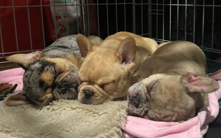 Merle French bulldogs 