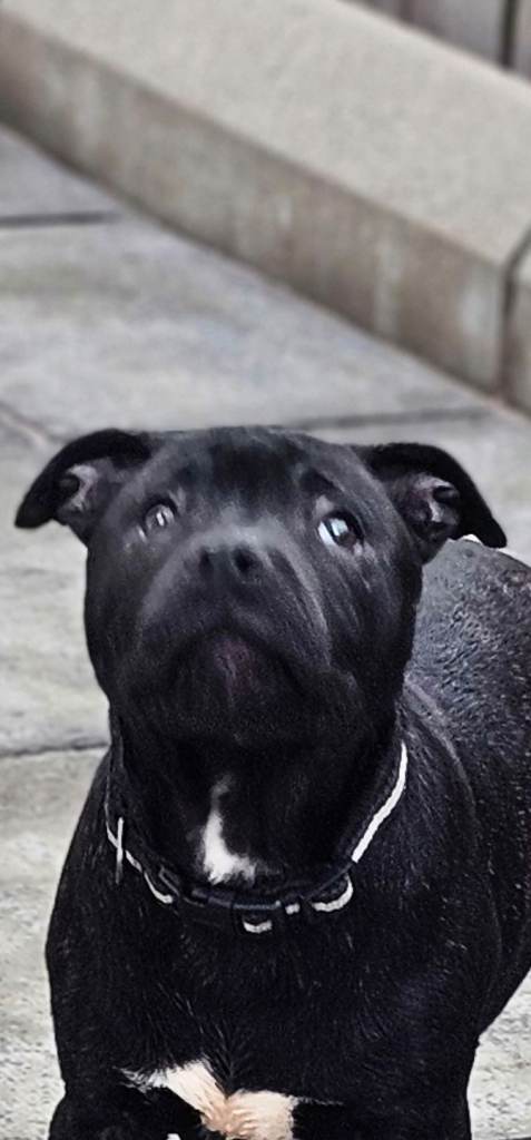 Staffordshire bull terrier  pups
